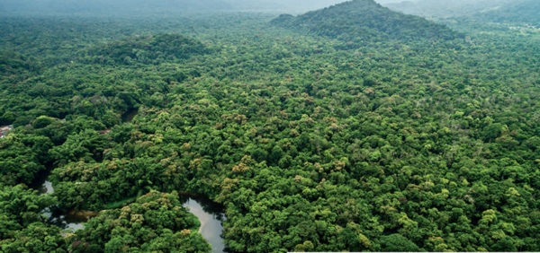 rainforest1