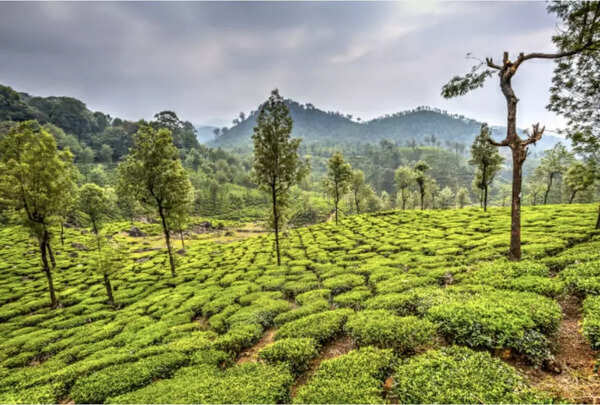 Valparai has a lot of scenic beauty to offer