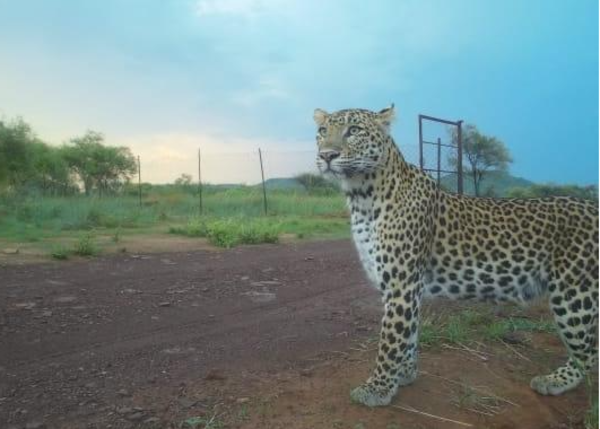 cheetah