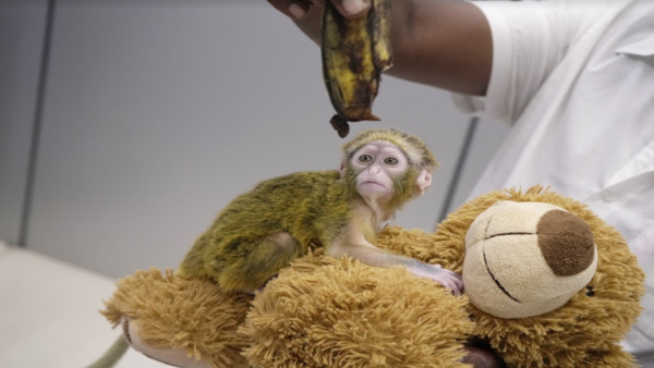 monkey (1)