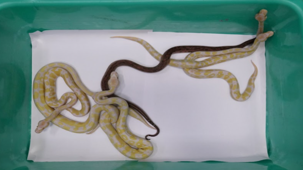python (1)