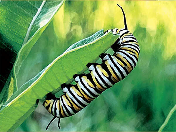 Earth: ‘Insects outnumber all species on Earth — some beetle groups are ...