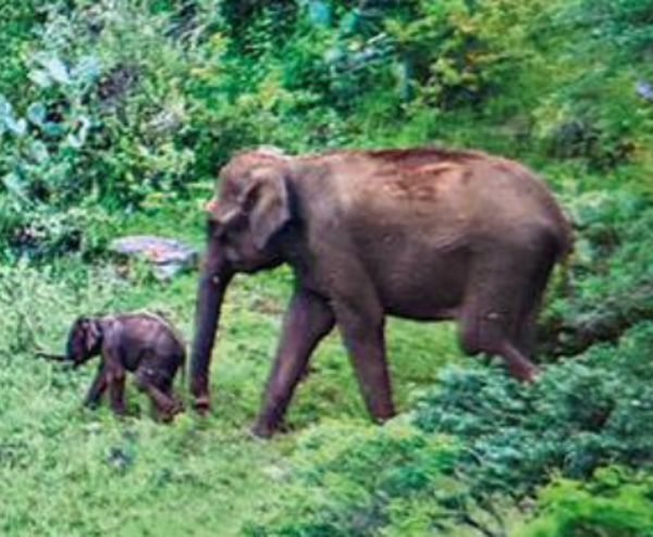 तीन दिवसीय ट्रेक के बाद, वनवासी हाथी के बछड़े को झुंड के साथ फिर से मिलाते हैं