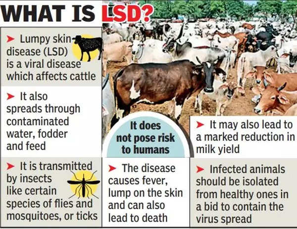 After African Swine Fever, Alert Over Lumpy Skin Disease Among Cattle |  Ranchi News - Times of India