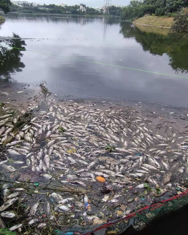 Second Time This Year In Bengaluru: 1,000 Dead Fish Found Floating At ...