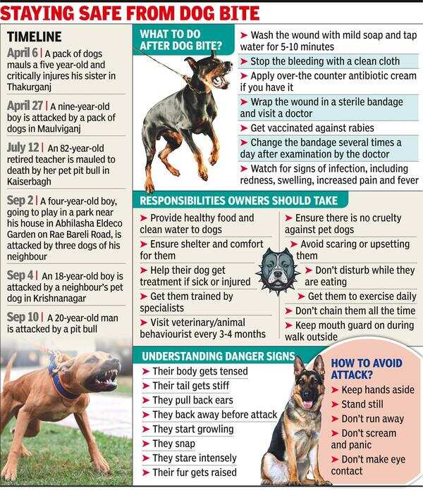 Crazy About Adopting Pets? Study About Them, Get Them Trained First | Lucknow News - Times of India Crazy About Adopting Pets? Study About Them, Get Them Trained First | Lucknow News - Times of India