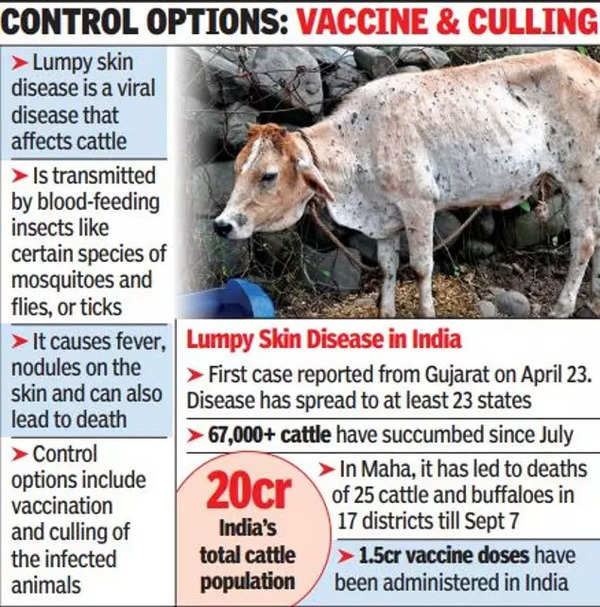 Lumpy Skin Disease Reaches Palghar; Bmc To Give Jabs To 3,300 Cattle In  City | Mumbai News - Times of India