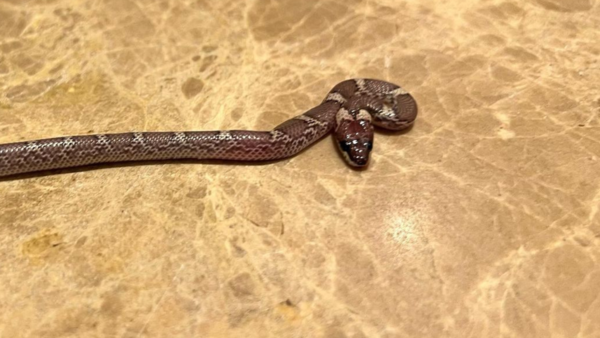 snake