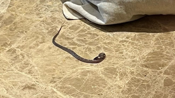 snake