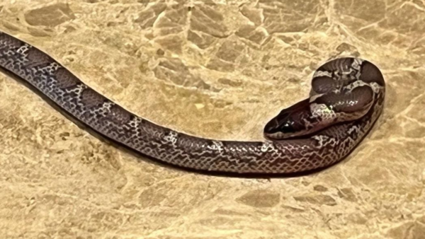 snake