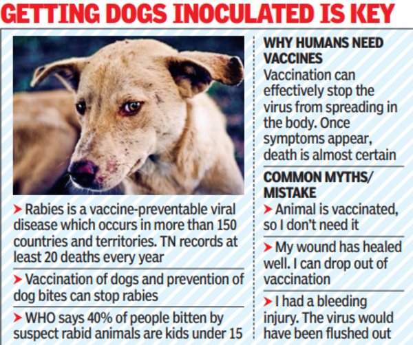 How Long After A Bite Do Rabies Symptoms Occur In Dogs