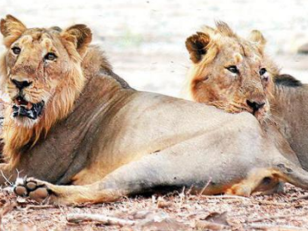 Lions of Gujarat  Pride and politics - India Today