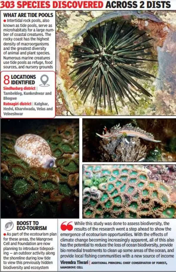 Maharashtra: With 8 rocky tide pools, researchers find biodiversity ...