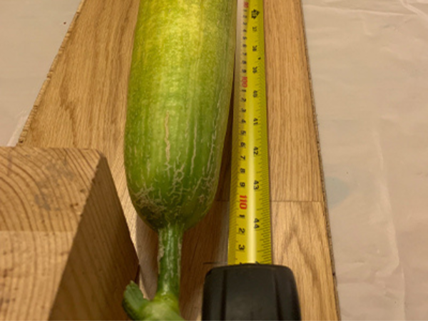 this-world-s-longest-cucumber-is-3-feet-times-of-india