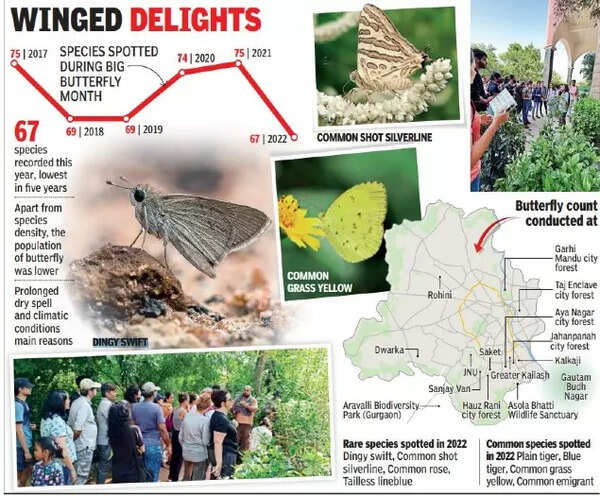 High & dry: Butterfly count lowest in five years | Delhi News - Times ...