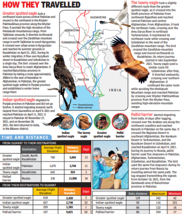 Gujarat key destination for Central Asia’s migratory birds, says study