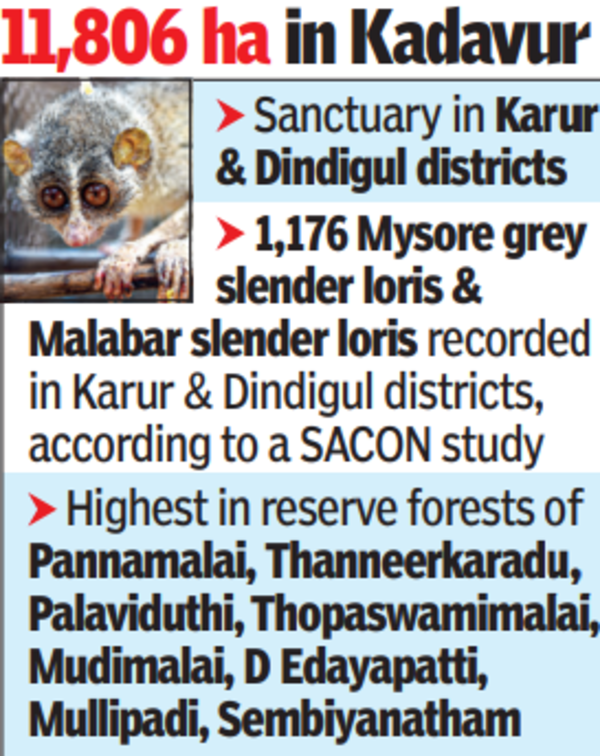 Slender loris gets a sanctuary in Tamil Nadu | Chennai News - Times of India