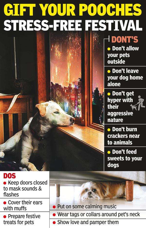 Pet Parents In City Call For 'pawsome' Diwali | Hyderabad News - Times of  India