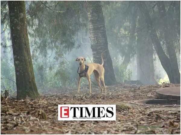 'Yashoda' film dog breed