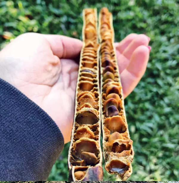 7 (7)