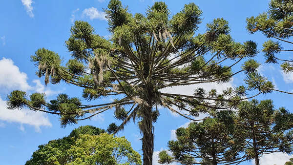 Pablo Hoffman-Picture 10-Pablo_Hoffman_2022_Brazil_Species-Araucaria-angustifolia-(candelabra tree)_CREDIT_Sociedade_Chaua_1