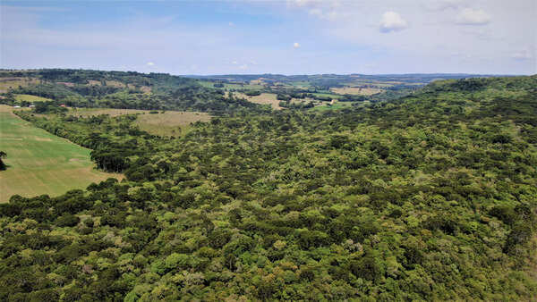 Pablo Hoffman-Picture 8-Pablo_Hoffman_2022_Brazil_Araucaria_Forest_CREDIT_Sociedade_Chaua