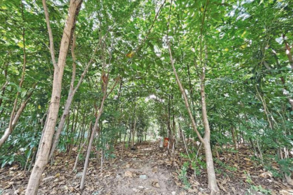Going green: Shollinganallur school area transforms into urban park