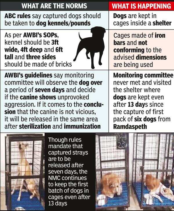 Nmc Nmc’s Pawful Act Dogs Kept In Small Cages, Not Released On Time
