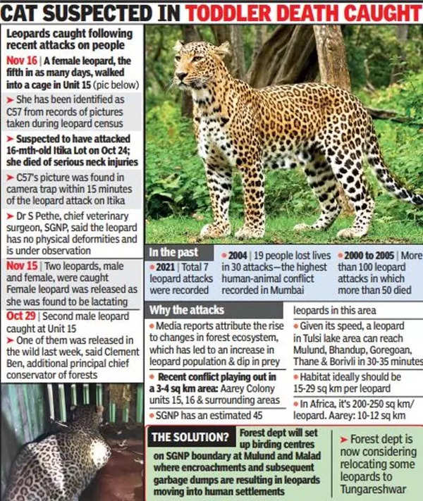 Mumbai: Aarey's residents live in fear of leopards, some plan to move out |  Mumbai News - Times of India