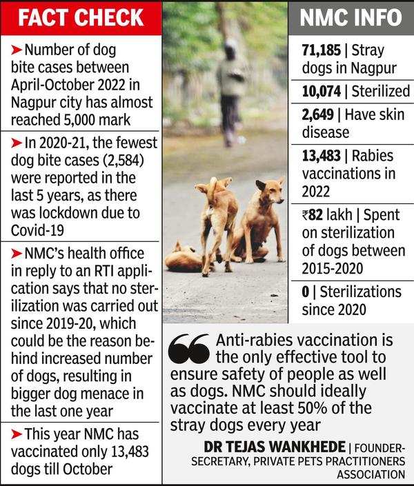 Dog Bite Cases In City Set To Break Last 2 Yr'S Record | - Times Of India