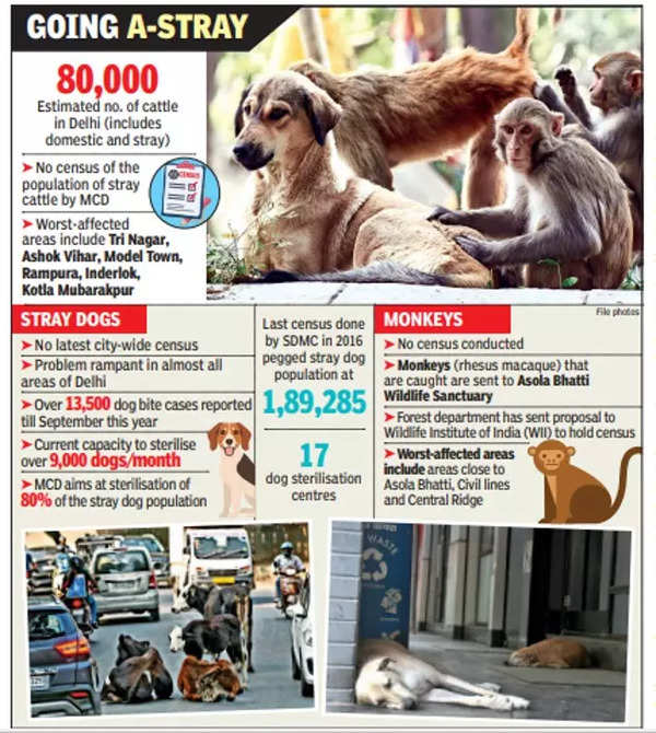 Zoo on roads: How Delhi has failed to check its stray mess | Delhi News -  Times of India