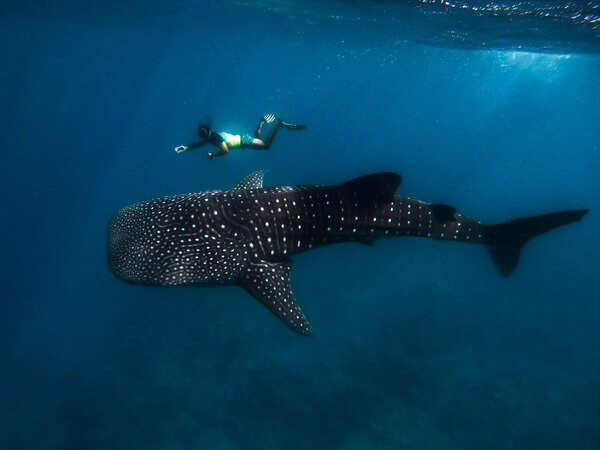 Conrad Maldives Rangali Island