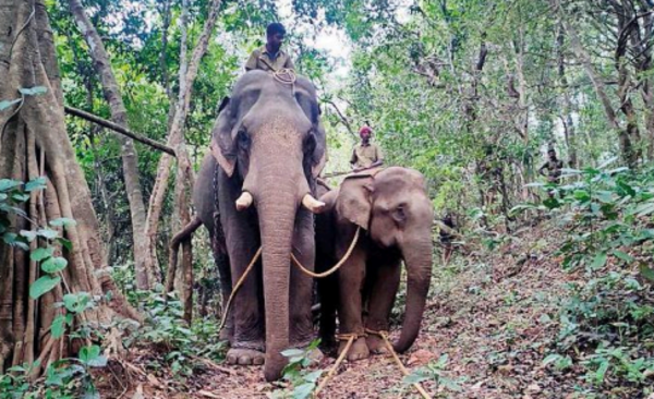 Nilgiris'te 2 kadını öldüren Makhna yakalandı