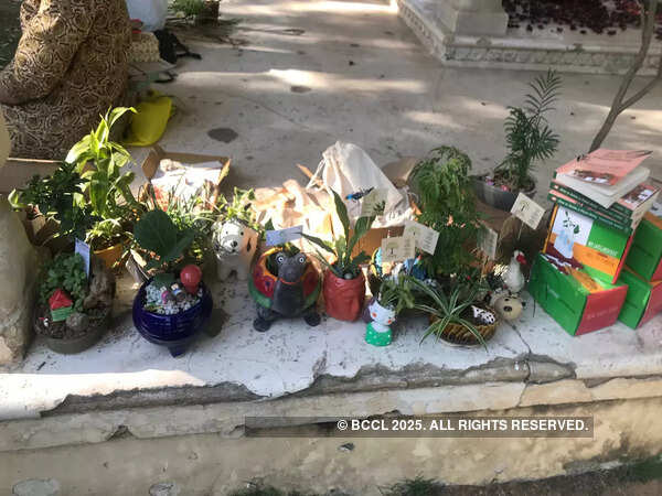Jaipur'un bitki takası