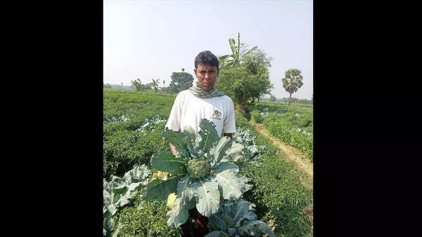 Move over cauliflower, Bengal's farmers reaping greener, profitable ...