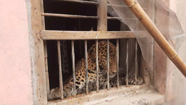 Leopard inside Aligarh house