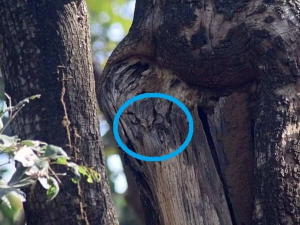 Optical illusion: Spot the owl in the forest in 6 seconds! - Times of India