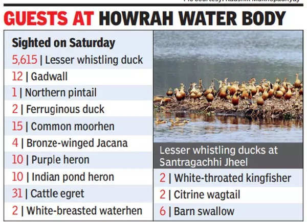 Trans-Himalayan migratory birds skip West Bengal’s Santragachhi Jheel: Survey | Kolkata News – Times of India
