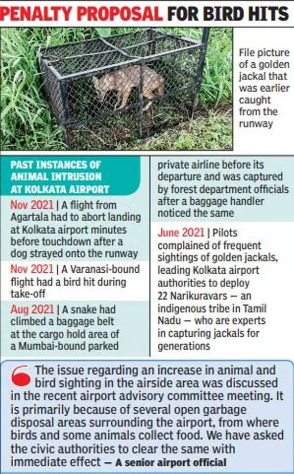 24 guards to keep Kolkata airport runway free of birds and animals |  Kolkata News - Times of India