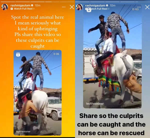 Rashmi Gautam shares a video of animal cruelty allegedly in Rajasthan;  calls for the 'culprits' to be caught - Times of India