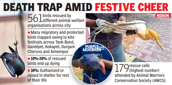 Manja threat: Skies turn into no-fly zone for birds in city