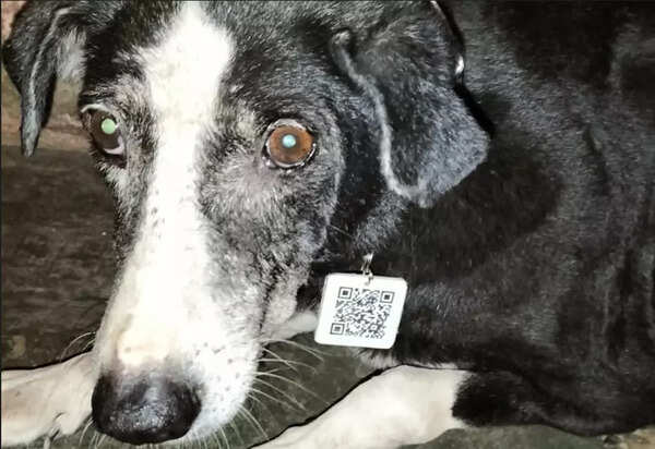 Mumbai: Akshay Ridlan creates unique QR code technology for stray dogs