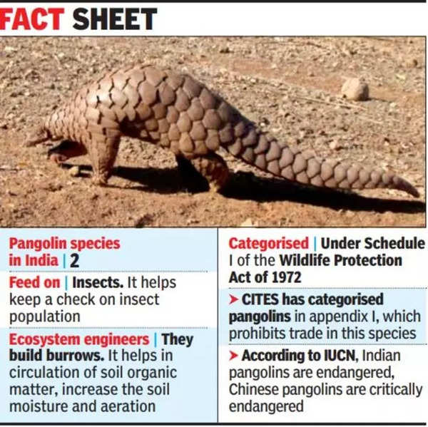 Poaching, trading in pangolins goes unabated: Study | Chennai News