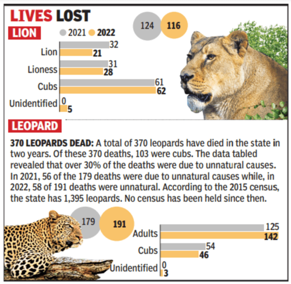 Gir lost 240 lions in 2 years, says Gujarat govt | Ahmedabad News - Times  of India
