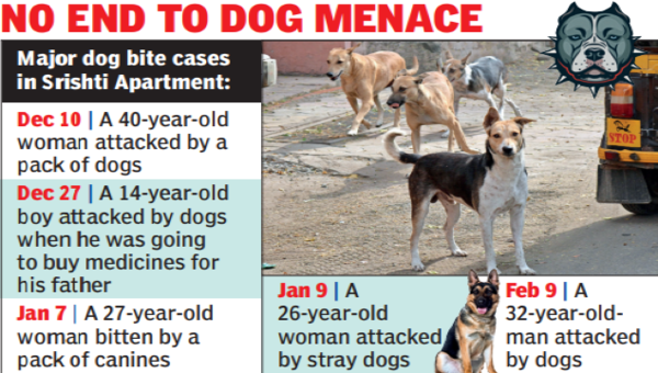 Stray dogs attack 13-year-old, sixth case in same building in Lucknow |  Lucknow News - Times of India