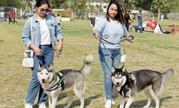 Köpek Günü: Farklı ırklardan 300 tüylü arkadaş yokuş aşağı koşuyor