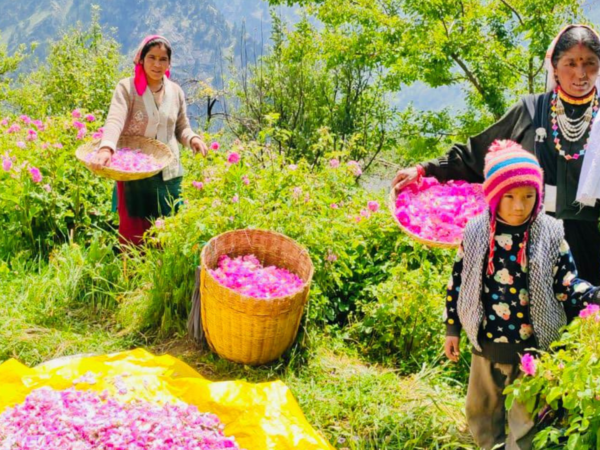 Uttarkand aroma vadisi