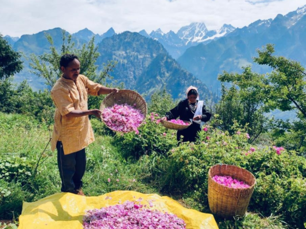 uttarakhand aroma valley