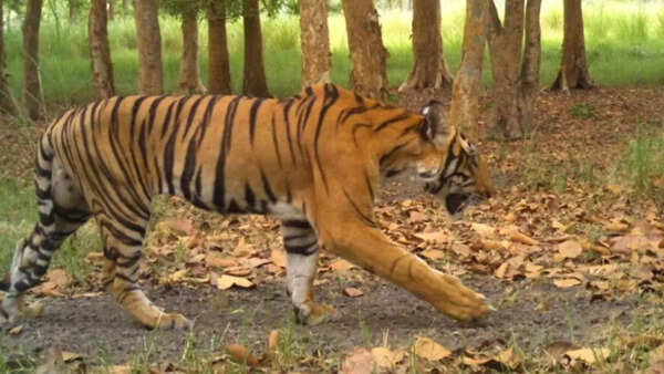 TIGER3_ED