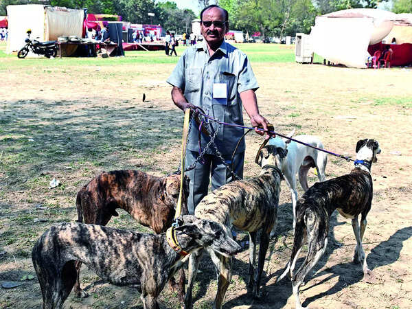 Irshad Ali Khan with his Rampur Hounds, the breed he has brought back from near extinction